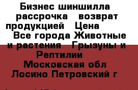 Бизнес шиншилла, рассрочка - возврат продукцией › Цена ­ 4 500 - Все города Животные и растения » Грызуны и Рептилии   . Московская обл.,Лосино-Петровский г.